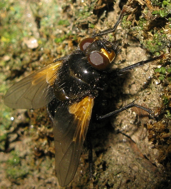 Calliphora o..